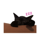 黒猫ヨルヨル（個別スタンプ：3）
