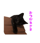 黒猫ヨルヨル（個別スタンプ：7）