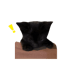 黒猫ヨルヨル（個別スタンプ：8）