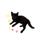 黒猫ヨルヨル（個別スタンプ：11）