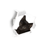 黒猫ヨルヨル（個別スタンプ：16）