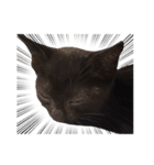 黒猫ヨルヨル（個別スタンプ：17）