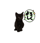 黒猫ヨルヨル（個別スタンプ：18）