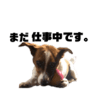 Jack_Russell_Terrier_4（個別スタンプ：1）