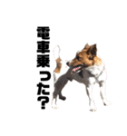 Jack_Russell_Terrier_4（個別スタンプ：3）