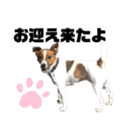 Jack_Russell_Terrier_4（個別スタンプ：5）