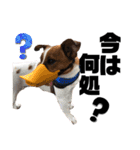 Jack_Russell_Terrier_4（個別スタンプ：6）