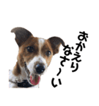 Jack_Russell_Terrier_4（個別スタンプ：9）