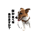 Jack_Russell_Terrier_4（個別スタンプ：10）