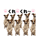 Jack_Russell_Terrier_4（個別スタンプ：11）