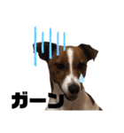 Jack_Russell_Terrier_4（個別スタンプ：12）