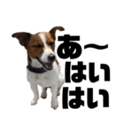 Jack_Russell_Terrier_4（個別スタンプ：13）