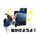 Jack_Russell_Terrier_4（個別スタンプ：17）