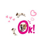 Jack_Russell_Terrier_4（個別スタンプ：20）