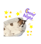 Jack_Russell_Terrier_4（個別スタンプ：22）