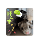 フェレット日和。pt.2（個別スタンプ：8）