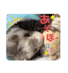 フェレット日和。pt.2（個別スタンプ：9）