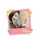 フェレット日和。pt.2（個別スタンプ：10）
