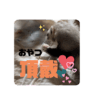 フェレット日和。pt.2（個別スタンプ：13）