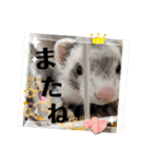 フェレット日和。pt.2（個別スタンプ：15）