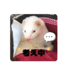 フェレット日和。pt.2（個別スタンプ：17）