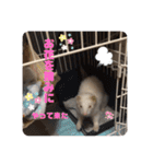 フェレット日和。pt.2（個別スタンプ：18）