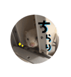 フェレット日和。pt.2（個別スタンプ：22）