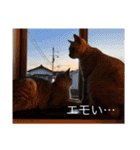 むぎたんゆきたん2（個別スタンプ：11）