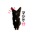 黒猫のあんちゃん（個別スタンプ：3）