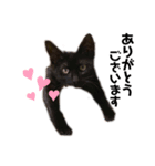 黒猫のあんちゃん（個別スタンプ：7）