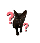 黒猫のあんちゃん（個別スタンプ：10）