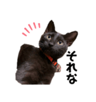 黒猫のあんちゃん（個別スタンプ：13）