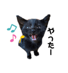 黒猫のあんちゃん（個別スタンプ：14）