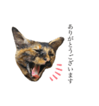 ねこのくみこ と めぐみ と さちの（個別スタンプ：1）