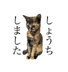 ねこのくみこ と めぐみ と さちの（個別スタンプ：2）