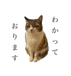 ねこのくみこ と めぐみ と さちの（個別スタンプ：3）
