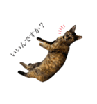 ねこのくみこ と めぐみ と さちの（個別スタンプ：4）