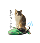 ねこのくみこ と めぐみ と さちの（個別スタンプ：5）