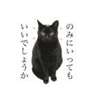 ねこのくみこ と めぐみ と さちの（個別スタンプ：7）