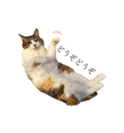 ねこのくみこ と めぐみ と さちの（個別スタンプ：8）