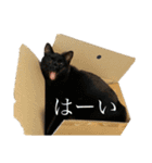 ねこのくみこ と めぐみ と さちの（個別スタンプ：9）