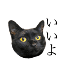 ねこのくみこ と めぐみ と さちの（個別スタンプ：10）