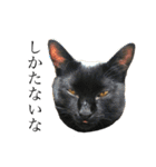 ねこのくみこ と めぐみ と さちの（個別スタンプ：11）