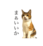 ねこのくみこ と めぐみ と さちの（個別スタンプ：12）