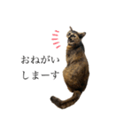 ねこのくみこ と めぐみ と さちの（個別スタンプ：13）