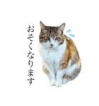 ねこのくみこ と めぐみ と さちの（個別スタンプ：14）
