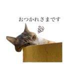 ねこのくみこ と めぐみ と さちの（個別スタンプ：16）