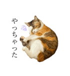ねこのくみこ と めぐみ と さちの（個別スタンプ：18）