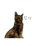 ねこのくみこ と めぐみ と さちの（個別スタンプ：19）