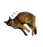ねこのくみこ と めぐみ と さちの（個別スタンプ：20）